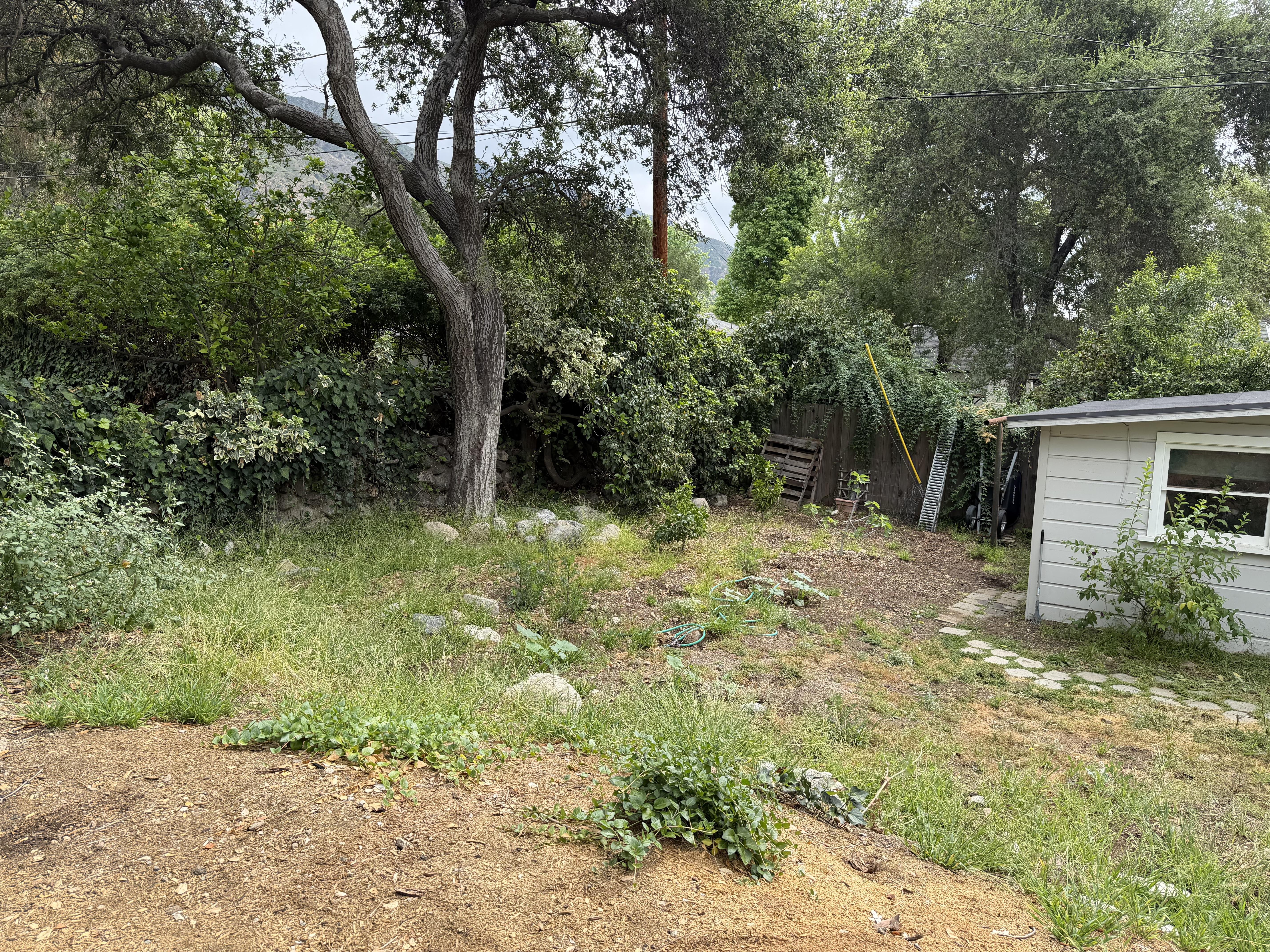 Overgrown residential backyard with mature trees, uneven ground, scattered vegetation, and a detached shed