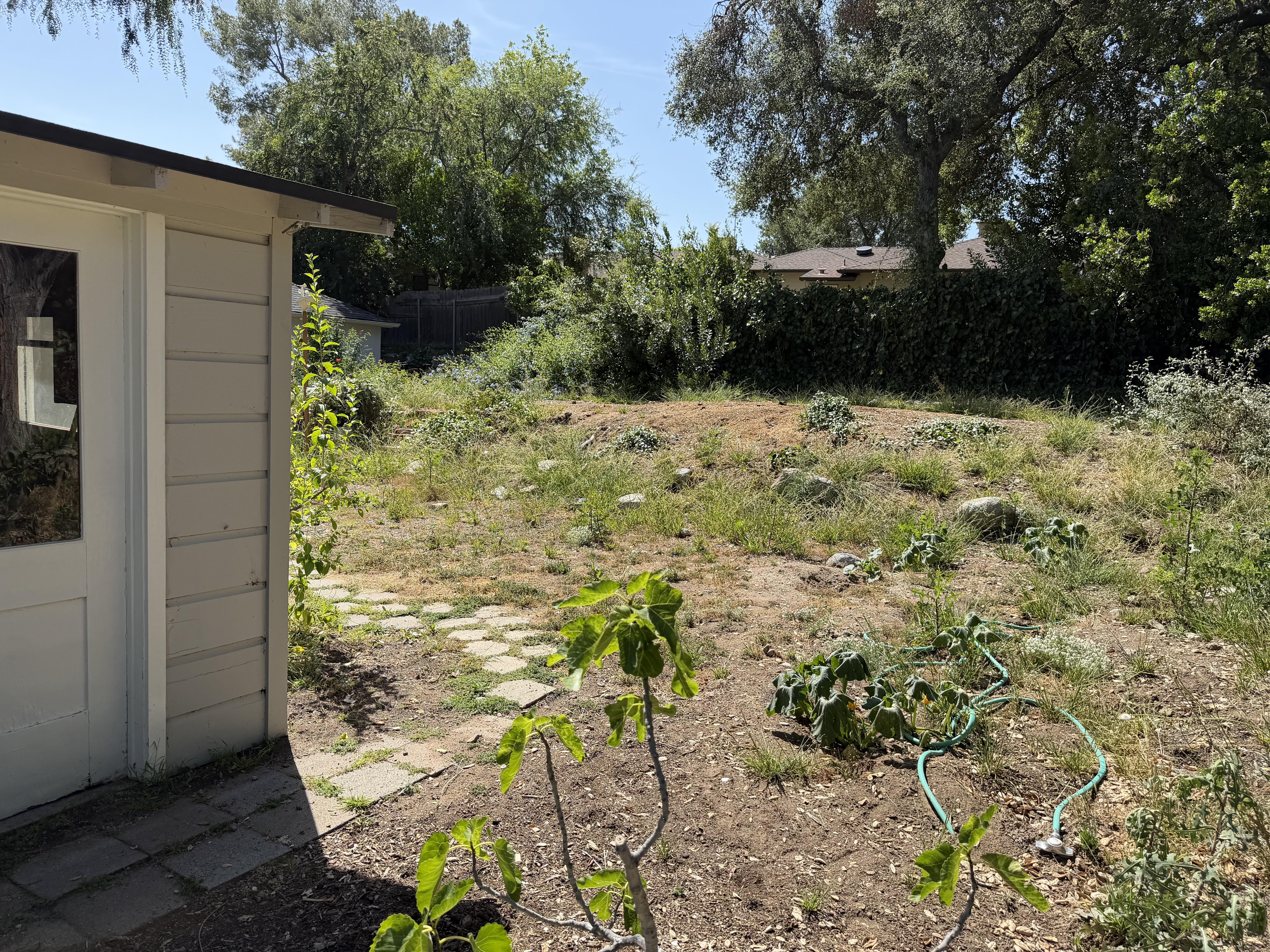 Uneven backyard area with sparse vegetation, exposed soil, garden hose, and mature trees