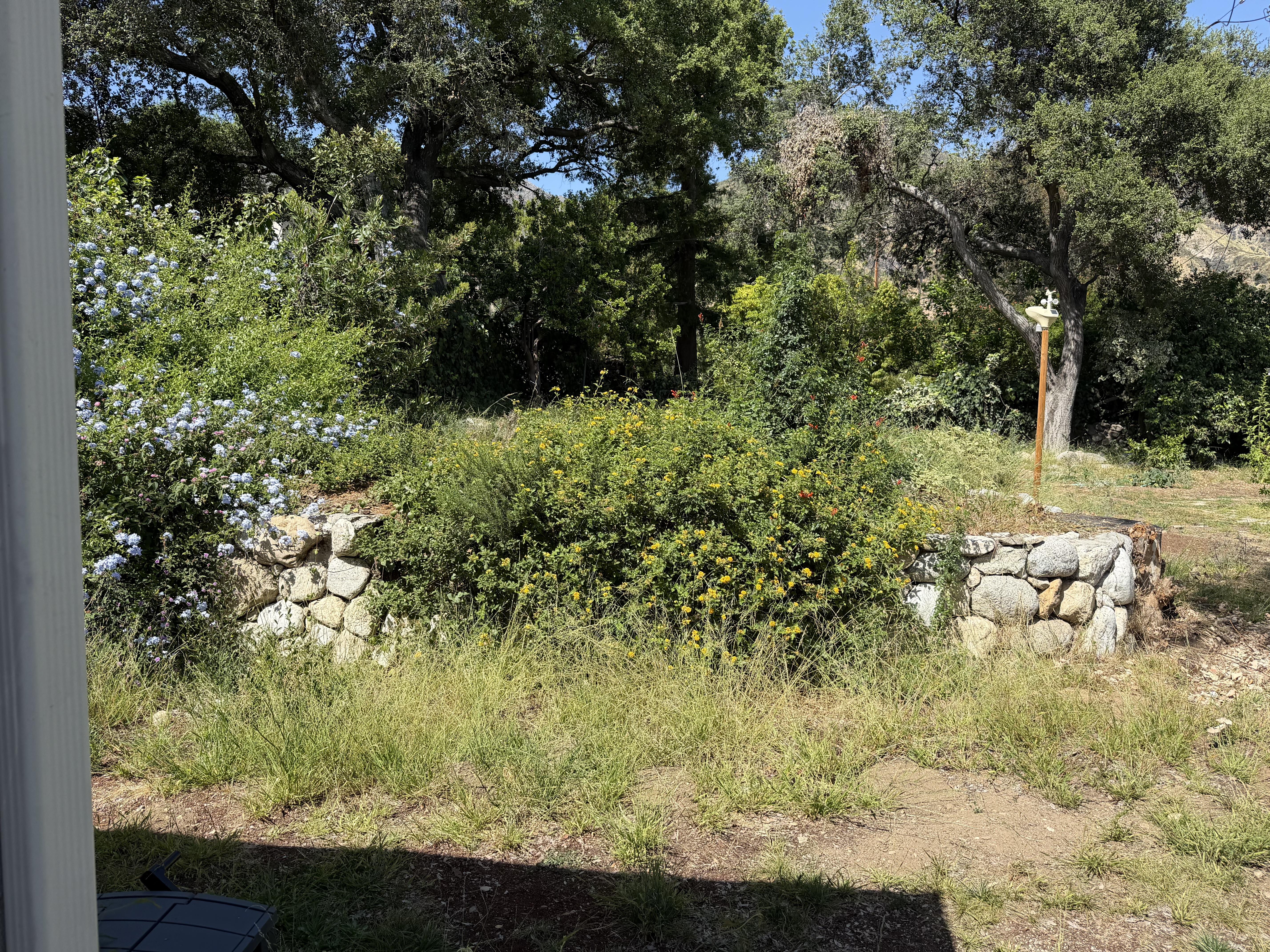Overgrown garden area with dense shrubs, flowering plants, mature trees, and an existing stone retaining wall